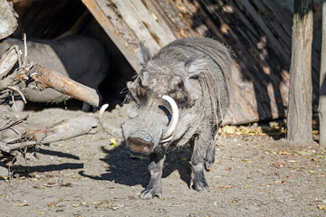 wild boar in the zoo