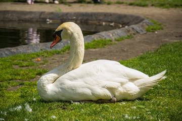 Naklejka premium Elegant Swan on the grass
