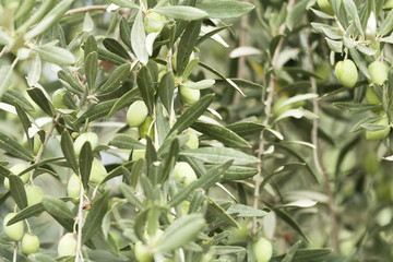 Olive trees