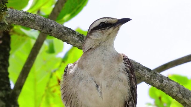 Sabi&aacute;-do-campo. (Mimus saturninus)