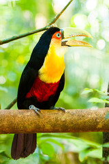 Close-up of the toucan in the Iguazu Waterfall National Park