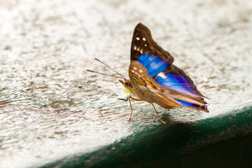 Close-up of colorful butterfly at Iguazu Falls