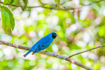 The blue dacnis (Dacnis cayana) or turquoise honeycreeper at the Iguazu Waterfalls National Park