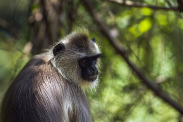 Tufted gray langur in Minneriya national park, Sri Lanka