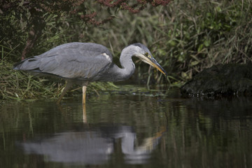 grey heron