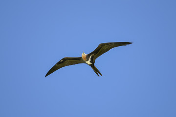 great frigatebird, Fregata minor, flight in Polynesia
