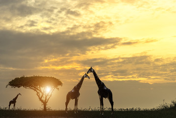 Fototapeta na wymiar Flock of animals in safari at sunset