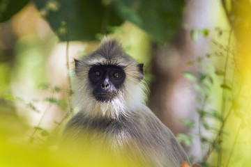 Tufted gray langur in Minneriya national park, Sri Lanka