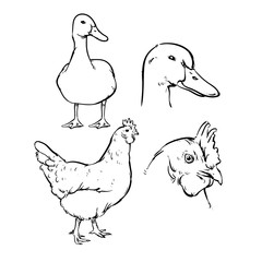 Duck and chicken isolated on a white background