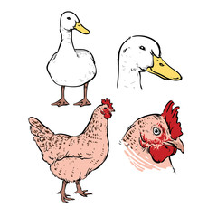Duck and chicken isolated on a white background. Hand drawn sket