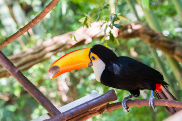 Close-up of the toco toucan Ramphastos toco.
