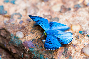 Close-up of colorful butterfly at Iguazu Falls