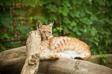 Obraz premium Eurasian Lynx (Lynx lynx)