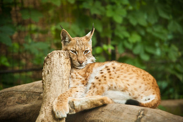 Eurasian Lynx (Lynx lynx)