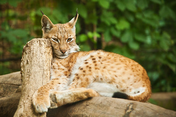 Naklejka na ściany i meble Eurasian Lynx (Lynx lynx)