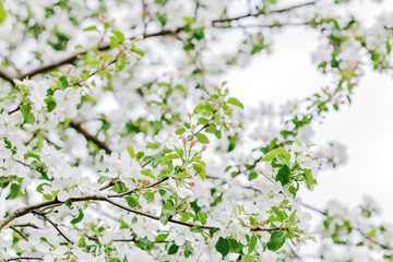 Spring blossom. Background with white flowers  of apple tree. 