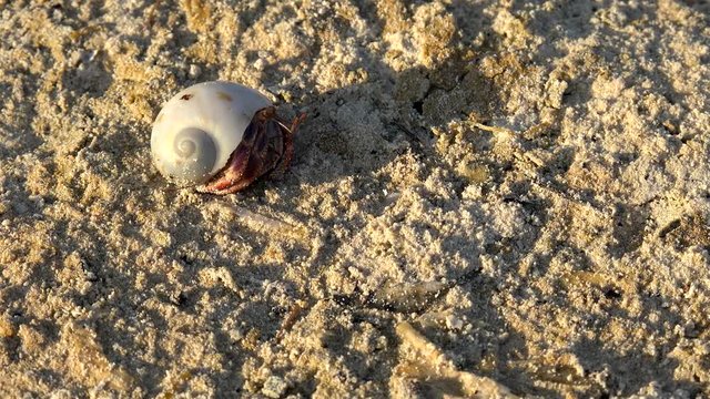 Terrestrial Hermit crab at at a sand shore. Cuba