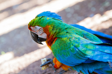 The green-winged macaw at Iguazu falls, Brazil - also known as the red-and-green macaw - large, mostly-red macaw of the Ara genus, native to South America.