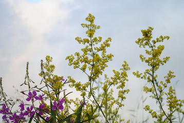 Полевые цветы