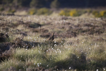 red grouse