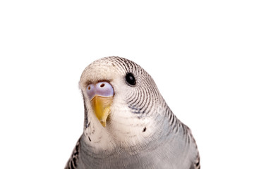 Blue-grey Budgerigar isolated on white background