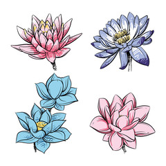 Vector illustration of Lotus flower. Hand drawn Lotus Clip art