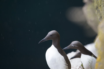 guillemot