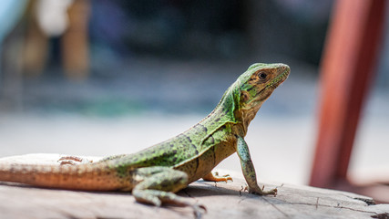 lezard costa rica