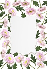 Pink Chrysanthemum flower frame of ripped white paper background