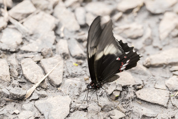 Close-up of colorful butterfly at Iguazu Falls