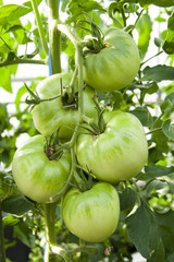 トマト畑の青いトマト