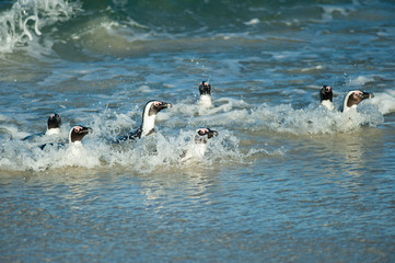 Fototapeta premium 7 penguins surfing at the beach