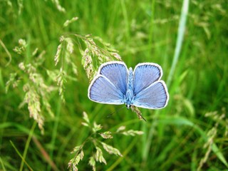 Голубая бабочка.......