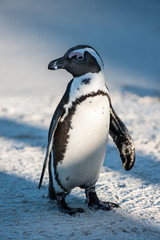 Naklejka premium Happy looking penguin