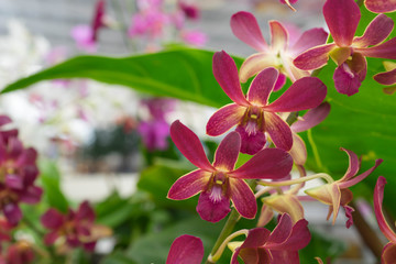 Magenta orchid