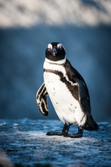 Penguin standing on a rock