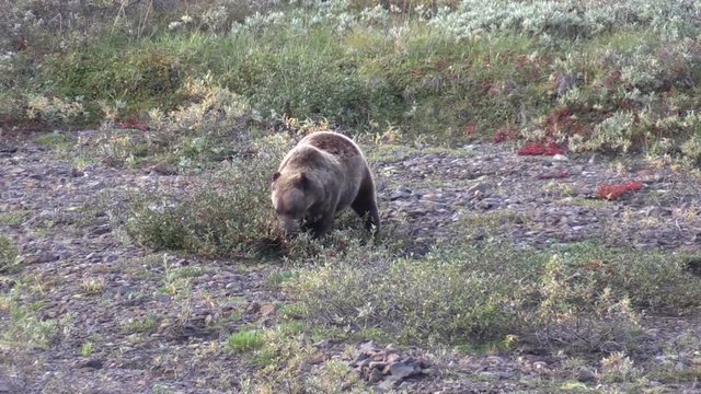 Grizzly Bear Eating Berries in Fall