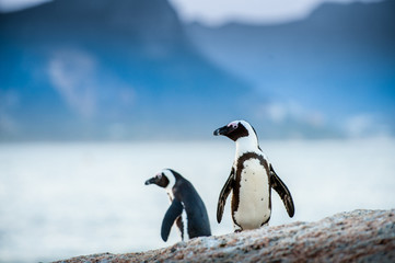 Two penguins looking out