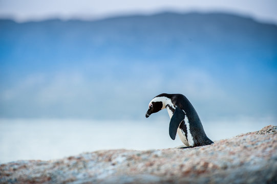 44 BEST Pinguins" IMAGES, STOCK PHOTOS & VECTORS | Adobe Stock