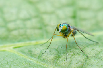 long legged fly on leaf.