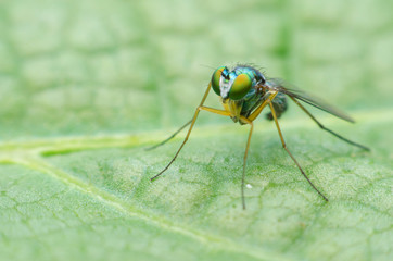 long legged fly on leaf.