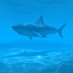 shark underwater 3d rendering