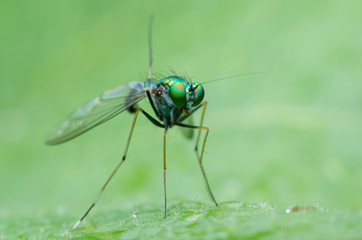 long legged fly on leaf.