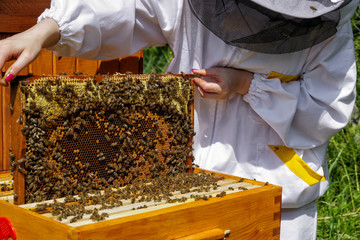 Beekeeper with bees