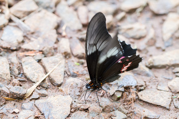Close-up of colorful butterfly at Iguazu Falls