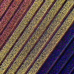 bulb fields like the flag of the Netherlands