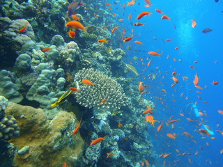 Fototapeta na wymiar Buceo mar rojo