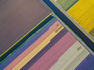Bulb fields in the Netherlands
