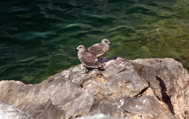 Two Grey Birds near the Water.