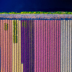 Bulb fields in the Netherlands